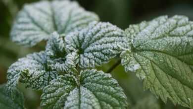 leaves, nettle, frost