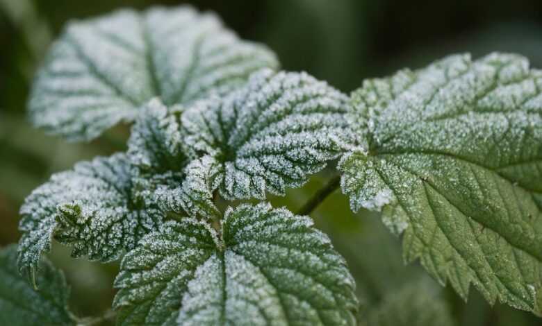 leaves, nettle, frost