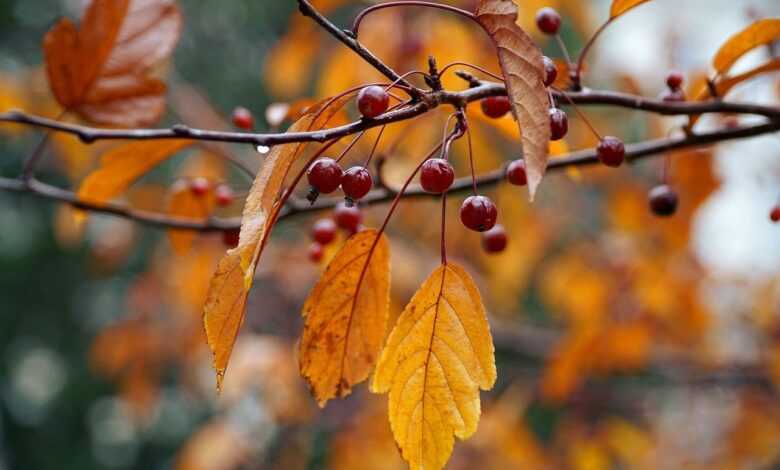 autumn, cherries, wild cherries