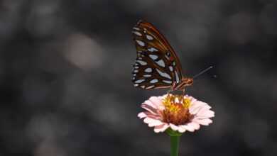 nature, flower, viceroy