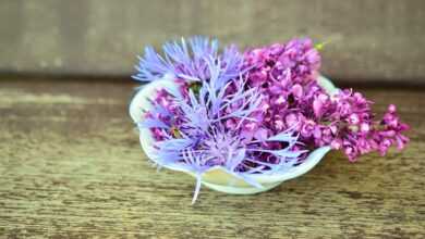 blossoms, flower bowl, wood