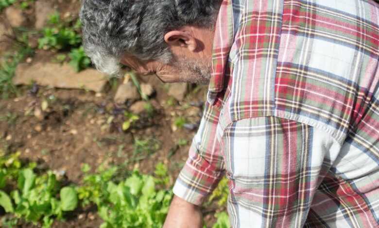 A Mature Person Holding a Green Leafy Vegetable on the Ground