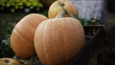 pumpkin, organic, vegetable