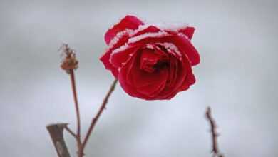 rose, flower background, flower