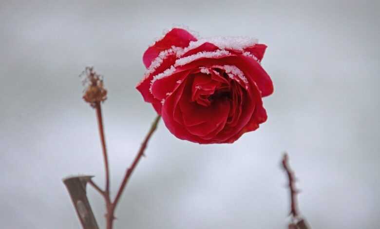 rose, flower background, flower