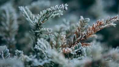 snow, winter, plant