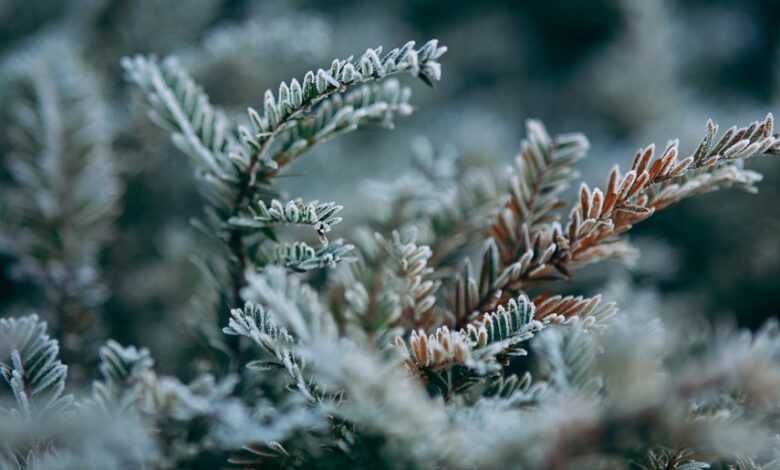 snow, winter, plant