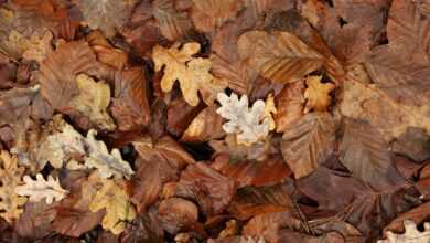 leaves, nature, oak