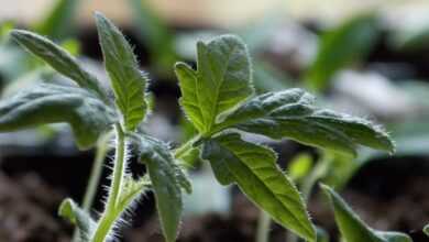 tomato, seedling, plant