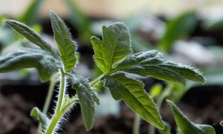 tomato, seedling, plant