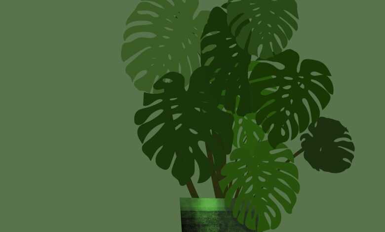 monstera, plant, boho art, bohemian art, background, design, botany, hobby, floral background, potted plant, leaves, foliage, plant, nature, plant, boho art, boho art, boho art, boho art, boho art, potted plant