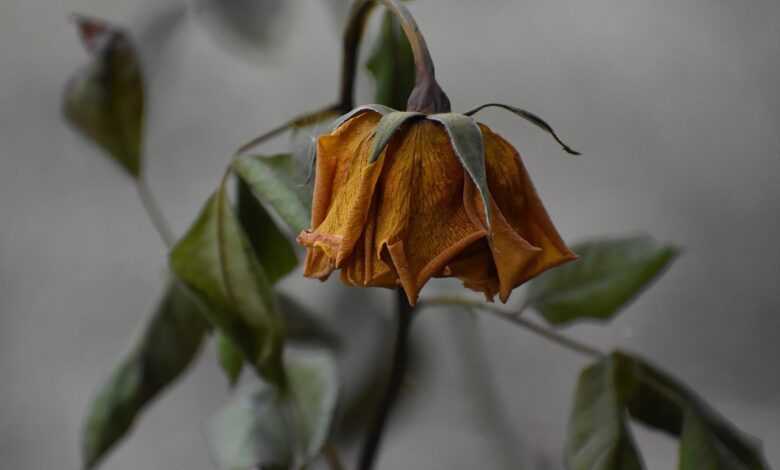 rose, flower, withered rose