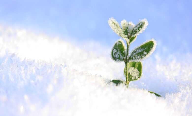 plant, snow, winter