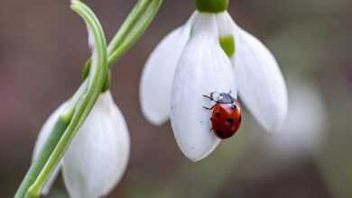 flower, ladybug, beautiful flowers