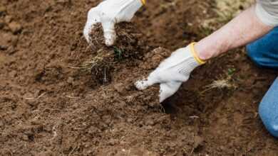 Crop gardener preparing soil for planting