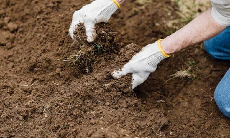 Crop gardener preparing soil for planting