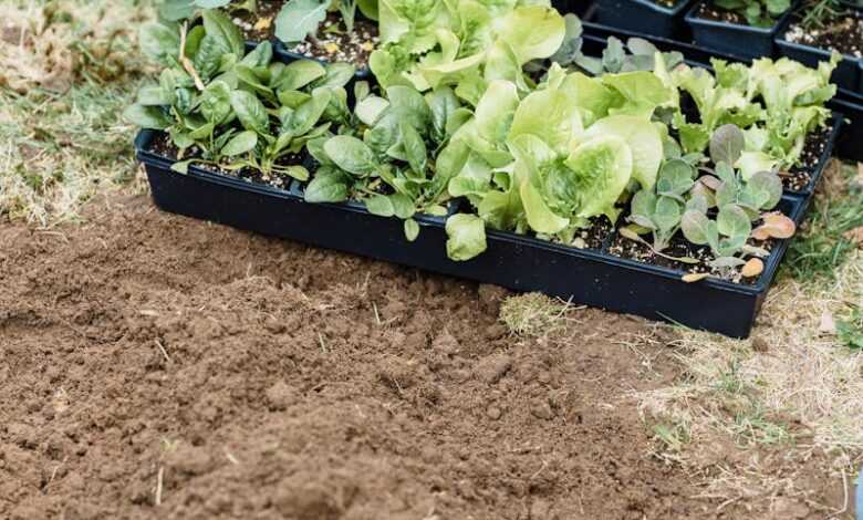 Seedlings on a Black Nursery Tray