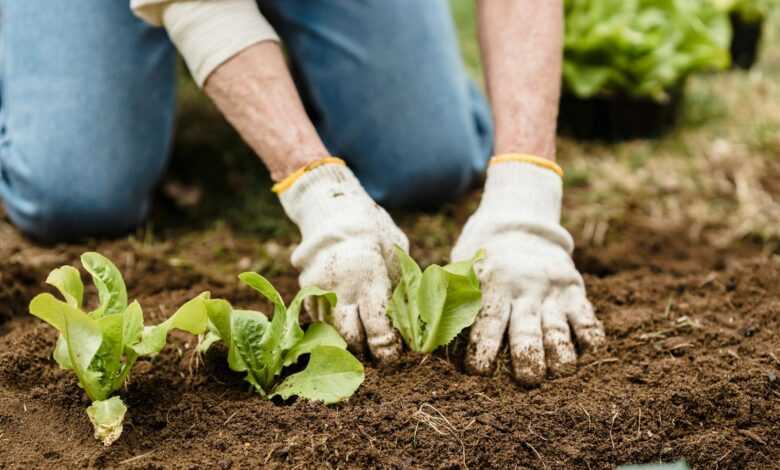 Crop unrecognizable gardener in gloves and jeans planting green plants into fertile soil while working in garden on summer day