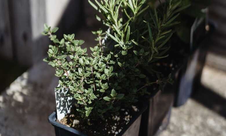 From above of thyme plants growing in black container on wooden bench in sunny day