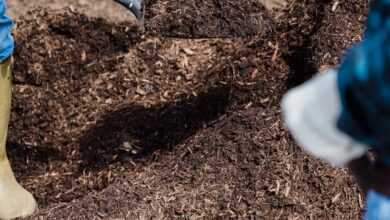 A Person Shoveling the Soil