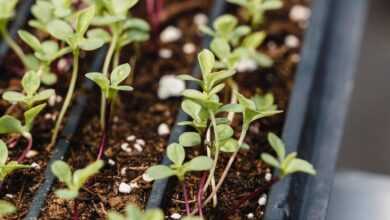 Close-up of Seedlings in Little Pots