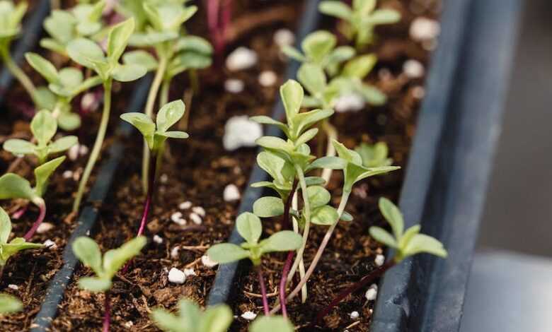 Close-up of Seedlings in Little Pots