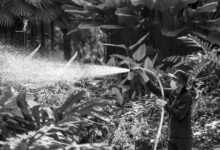spray, sprayer, nature, water, watering, plant, botanical garden, worker, gray-scale, black and white photo, man, working