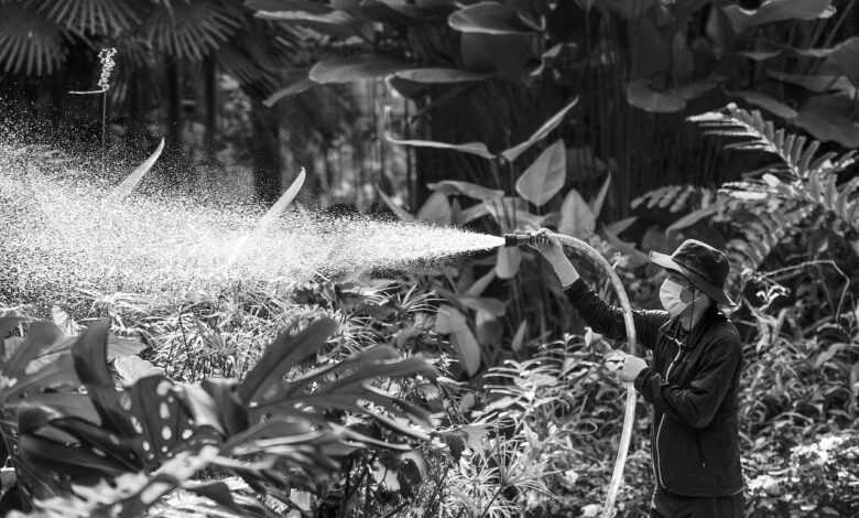 spray, sprayer, nature, water, watering, plant, botanical garden, worker, gray-scale, black and white photo, man, working