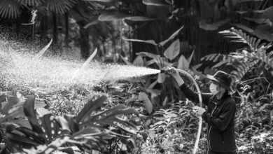 spray, sprayer, water, watering, plant, botanical garden, worker, gray-scale, nature, black and white photo, man, working