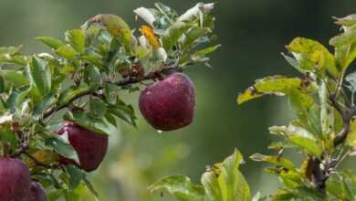 apple, fruit, tree