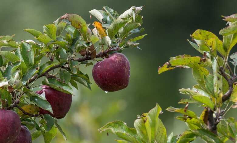 apple, fruit, tree