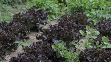 Purple and Green Leafy Plants on Brown Ground