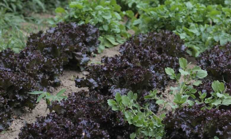 Purple and Green Leafy Plants on Brown Ground