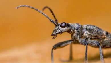 black-spotted longhorn beetle, insect, nature