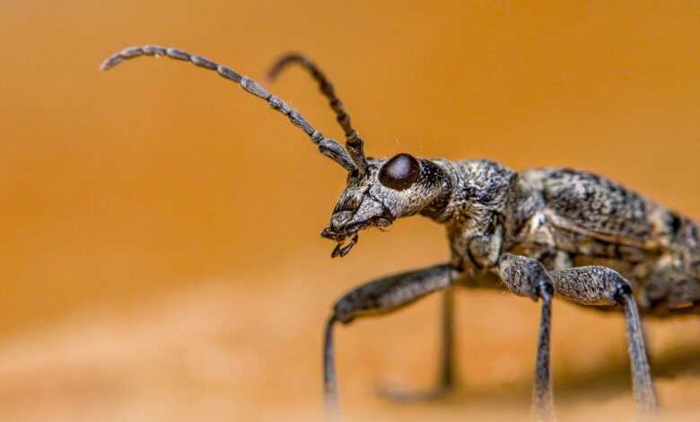 black-spotted longhorn beetle, insect, nature