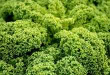 green cabbage, kale, agriculture, vegetable, vegan, food, kale, kale, kale, kale, kale