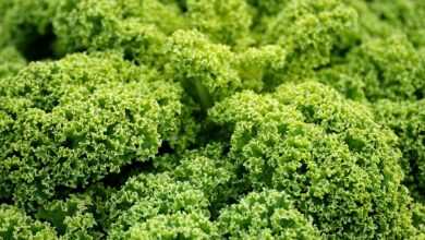 green cabbage, kale, agriculture, vegetable, vegan, food, kale, kale, kale, kale, kale