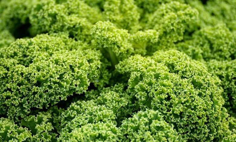 green cabbage, kale, agriculture, vegetable, vegan, food, kale, kale, kale, kale, kale