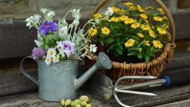 flower, garden, still life