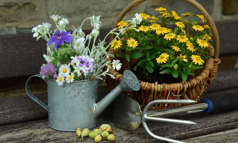 flower, garden, still life