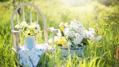 summer still-life, flower background, daisies, yellow, beautiful flowers, nature, flower wallpaper, garden, flowers