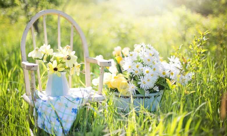 summer still-life, flower background, daisies, yellow, beautiful flowers, nature, flower wallpaper, garden, flowers