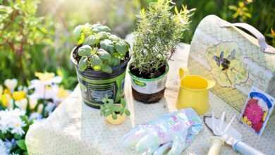 planting, herbs, summer