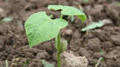 beans, seedling, rostock