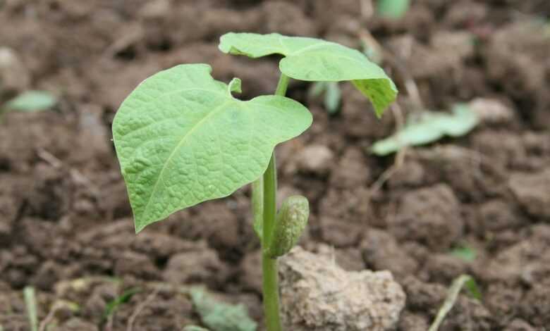 beans, seedling, rostock