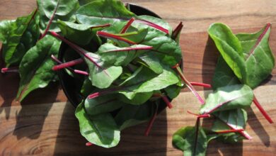 salad, green stuff, chard