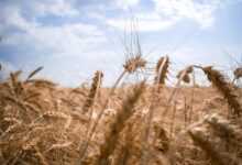 ukraine, wheat, field, nature, corn, harvest, sky, landscape, ukraine, ukraine, ukraine, ukraine, ukraine, wheat, corn, landscape