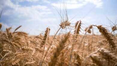 ukraine, wheat, field, nature, corn, harvest, sky, landscape, ukraine, ukraine, ukraine, ukraine, ukraine, wheat, corn, landscape