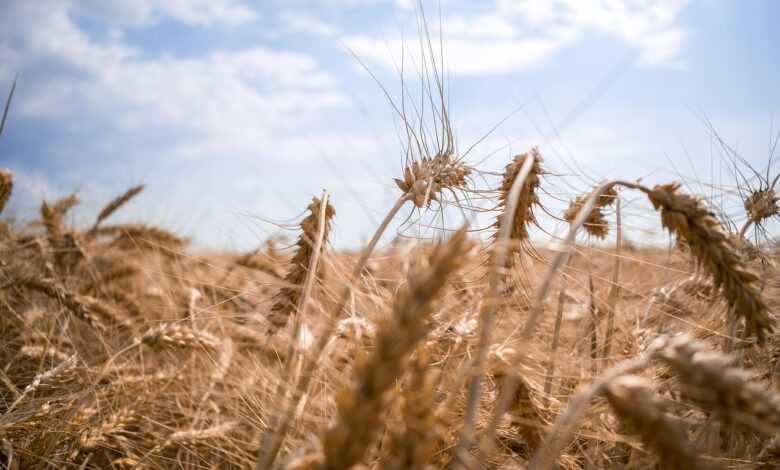 ukraine, wheat, field, nature, corn, harvest, sky, landscape, ukraine, ukraine, ukraine, ukraine, ukraine, wheat, corn, landscape
