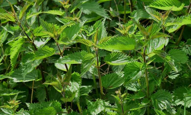 nettle, urtica, urticaceae